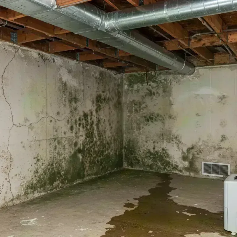 Professional Mold Removal in Edinburg, NY